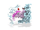 Follistatin bound to activin A, molecular model