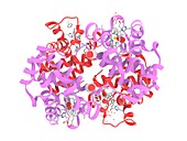 Foetal haemoglobin, molecular model