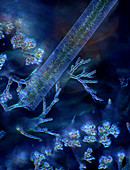 Batrachospermum algae and diatoms, light micrograph