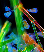 Suctorians on cladophora algae, light micrograph