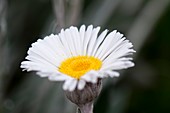 New Zealand daisy (Celmisia semicordata) flower