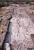 Hominid footprints, Laetoli, Tanzania