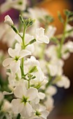 Hoary stock (Matthiola incana) flowers