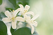 Murraya (Murraya paniculata) flowers