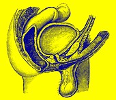 Male pelvic anatomy, 19th century