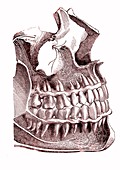 Teeth and nerve anatomy, 19th century