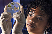 Scientist working in lab with plant material
