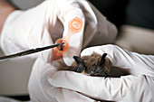 Bat research
