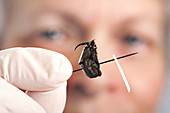 Beetle research