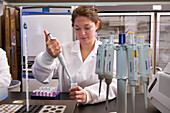 Scientist pipetting samples