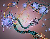 DNA histones and gene transcription, illustration