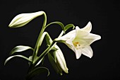 Lilly (Lilium sp.) flowers