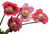 Poppy (Papaver sp.) flowers