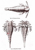 Silurian eurypterid fossils, 19th century