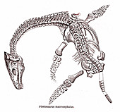 Jurassic plesiosaur fossil, 19th century