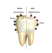 Genetic modification of dental bacteria, illustration