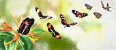 Butterfly speciation, illustration