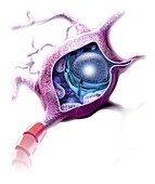 Nerve cell internal structure, illustration