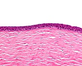 Cornea, light micrograph