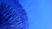 Pigment mixing with alcohol, light micrograph