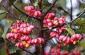 Spindle tree (Euonymus europaeus) fruits and seeds