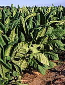 Tobacco (Nicotiana tabacum) crop
