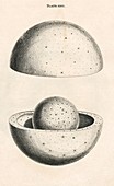 Spheres of stars in Wright's theory of the universe, 1750