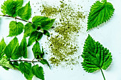 Stinging nettle (Urtica dioica)