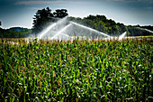 Sprinkler jets irrigating a green beans field