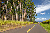Eucalyptus plantation, Hawaii