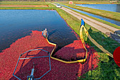 Cranberry farming, Michigan, USA