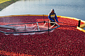 Cranberry farming, Michigan, USA