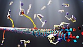 Microtubule construction, illustration