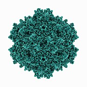 Adeno-associated virus 1 capsid, molecular model