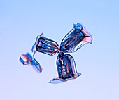 Capped bullets snowflake, light micrograph