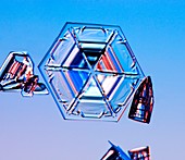 Hexagonal plate snowflake, light micrograph