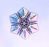 Sectored plate snowflake, light micrograph