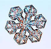 Sectored plate star snowflake, light micrograph