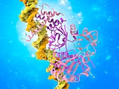 Hypoxia transcription factors binding to DNA, illustration