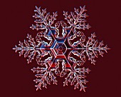 Stellar dendrite snowflake, light micrograph