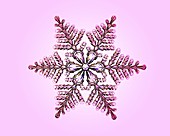 Stellar dendrite snowflake, light micrograph