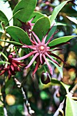 Purple anise (Illicium floridanum)