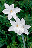 Evening rain lily (Zephyranthes drummondii)