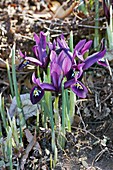 George mini iris (Iris histrioides 'George')