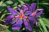 Louisiana iris (Iris louisiana 'Black Gamecock')