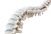 Anatomical spine model