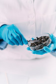 Archaeologists analyzing charred wood in petri dish