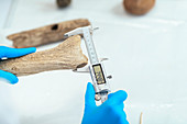 Archaeologists measuring prehistoric antler tool