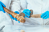 Archaeology researcher reconstructing ancient tool