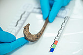 Archaeologist measuring ancient hook